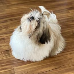 Shih Tzu Puppies from Willow Lane Shih Tzus