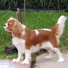 Raya - Cavalier King Charles Spaniel