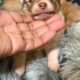 Princeton - Cream parti male Pomeranian puppy in Fort Worth, Texas from Clara’s Kennel