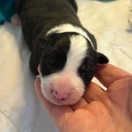 Rio - Black and white male Border Collie puppy in Henagar, Alabama from Ridge Kap Border Collies