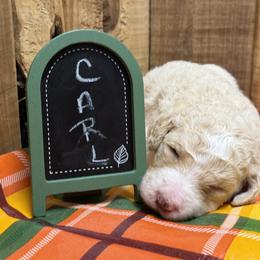 Carl - Cream and white male Aussiedoodle puppy in Lavonia, Georgia from H & A Kennels