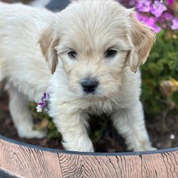 Green Girl - Cream female Goldendoodle puppy in Colorado Springs, Colorado from Pikes Peak Doodles
