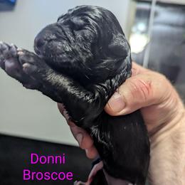 Donnie Broscoe - Black seal female German Shepherd puppy in Olean, New York from F&B Kennels