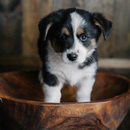 Luguentz Dort - White and black male Pembroke Welsh Corgi puppy in Morrison, Oklahoma from Laird Farms