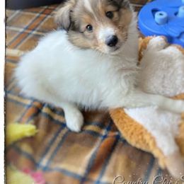 Shetland Sheepdog Puppies from Country Chic Shelties