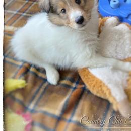 Shetland Sheepdog Puppies from Country Chic Shelties
