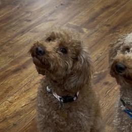 Goldendoodles from Pawmetto Goldendoodles