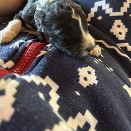 Girl 5 - Black and white female Aussiedoodle puppy in Four Oaks, North Carolina from RoseWest Farms