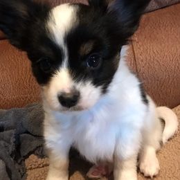 Papillons from Sandy's Pap's