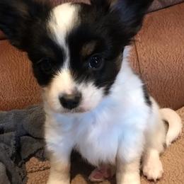 Papillons from Sandy's Pap's