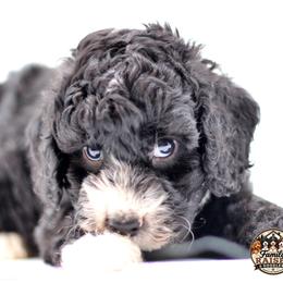 Mr Green - Black and white male Springerdoodle puppy in Kendall, New York from Family Raised Doodles