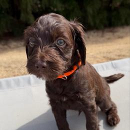 Orange Boy - Chocolate male Australian Labradoodle puppy in West Union, South Carolina from Golden Corner Labradoodles, LLC