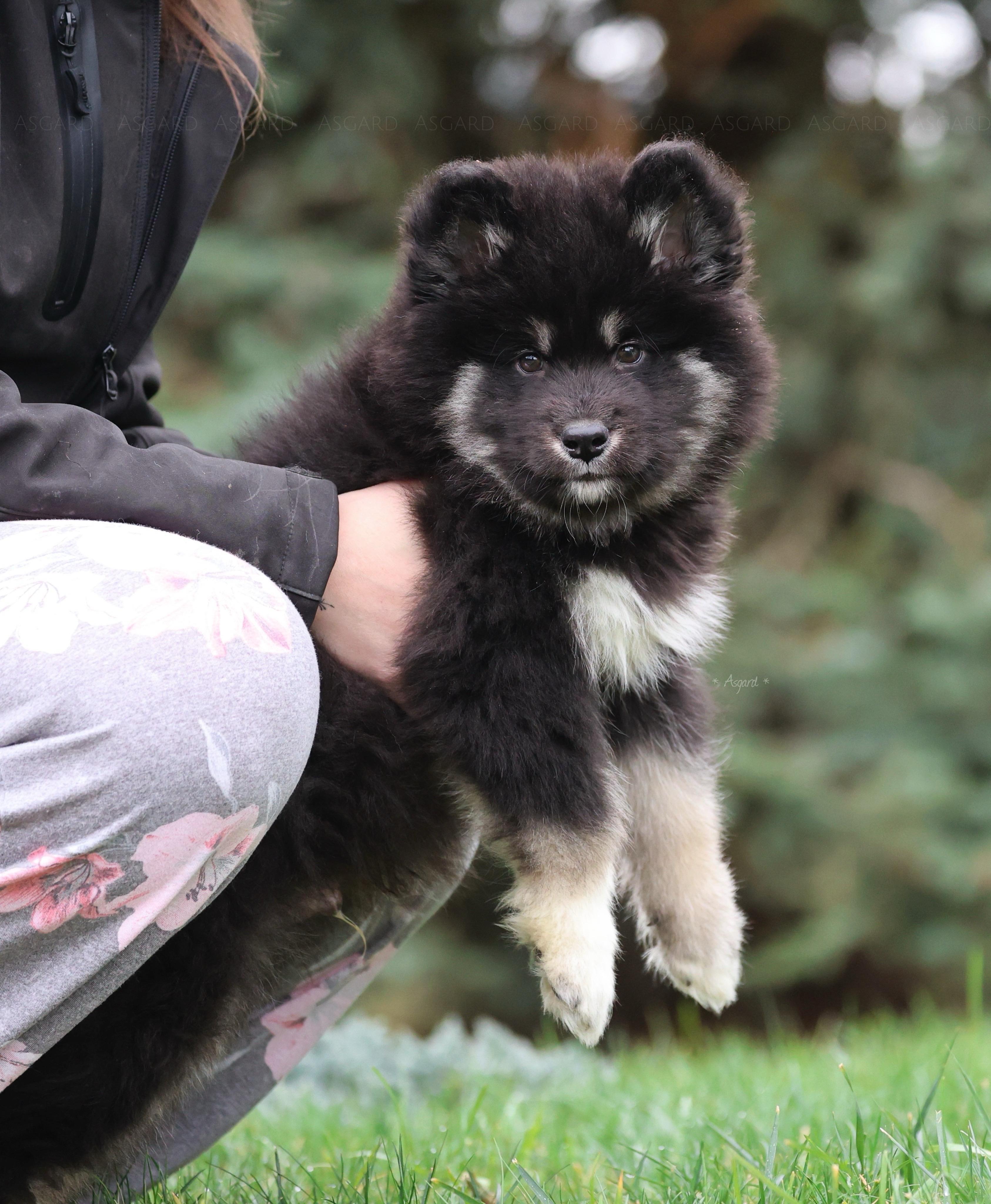 25 cute Alaskan Malamute puppies for sale in Spokane, Washington