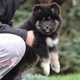 Vader - male Alaskan Malamute puppy in Spokane, Washington from Asgard Wooly Malamutes