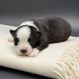 Matrix - Black tri male Miniature Australian Shepherd puppy in Covington, Pennsylvania from Rigas Mini Aussies LLC