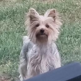 Ziva - Yorkshire Terrier
