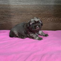 Trixy Girl 1 - Liver female Shih Tzu puppy in Meadows Of Dan, Virginia from Walt’s Shih Tzus