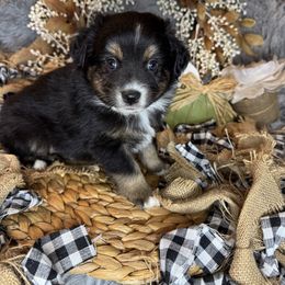 Glenlivit - Black tri male Miniature Australian Shepherd puppy in California from Eagle River Aussies