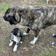 Thing - Brindle male Anatolian Shepherd Dog puppy in Williamsburg, Kentucky from Three Little Birds Farm