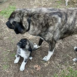 Thing - Brindle male Anatolian Shepherd Dog puppy in Williamsburg, Kentucky from Three Little Birds Farm