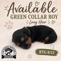 Green collar boy - Black and tan male Dachshund puppy in Isabel, South Dakota from Blessed Beyond Doxies
