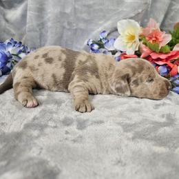 Ranger - Dapple male Dachshund puppy in Florence, Arizona from Doxie Town Az