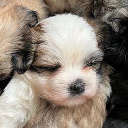 Bella - Tricolor female Shih Tzu puppy in Reading, Michigan from You Little Shih-tzu’s 😊