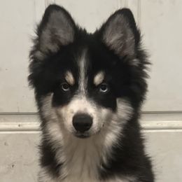 Boy 1 - Tri-color Pomsky puppy in Milan, Michigan from ASC Pomsky