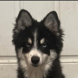 Boy 1 - Tri-color Pomsky puppy in Milan, Michigan from ASC Pomsky