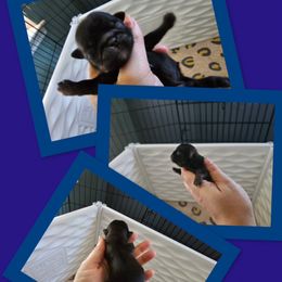 The Professor - Black male Shih Tzu puppy in Kempner, Texas from Shih Tzu Reign