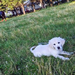 Goldendoodle and Golden Retriever Puppies from Goldens and Doodles of MN