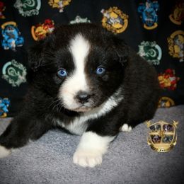 Cosmo - Black & white male Australian Shepherd puppy in El Dorado Springs, Missouri from HP Aussie Kennels