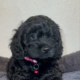 Girl 3 - Black female Cockapoo puppy in California from Central Valley Scotties