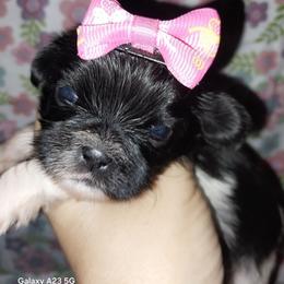 Mortisha - Black and white female Shih Tzu puppy in Arcadia, Florida from Kitsune Cuddles and kisses