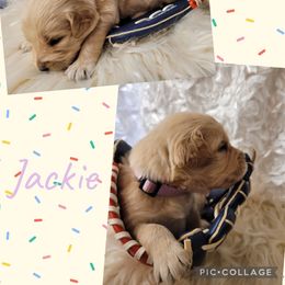 Jackie - Light golden female Golden Retriever puppy in Greensburg, Kentucky from Southern Springs Goldens