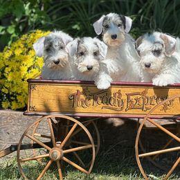 Scottish Terrier and Sealyham Terrier Puppies from Afterglow Kennels, LLC