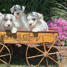 Scottish Terrier and Sealyham Terrier Puppies from Afterglow Kennels, LLC