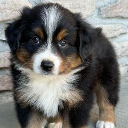 Nash - Black tri male Miniature Australian Shepherd puppy in Cunningham, Tennessee from Copper Creek Aussies