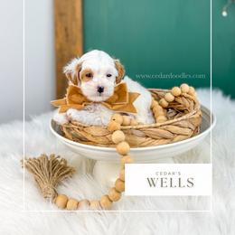 W E L L S  10-12lbs - Red  male Goldendoodle puppy in Cedar City, Utah from Cedar Doodles- Home of the Teddybear Goldendoodle