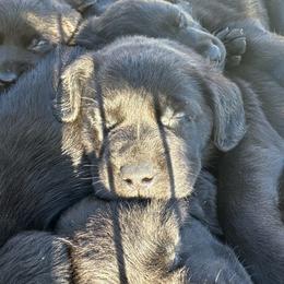White - Black female Labrador Retriever puppy in Middleton, New Hampshire from Tag Hollow