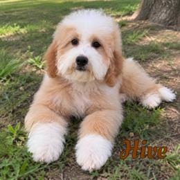 Hive - Yellow and white male Bernedoodle puppy in Mount Vernon, Missouri from PoodlelyDoodlely