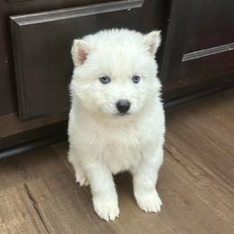 Crete - White male Siberian Husky puppy in Summerville, South Carolina from Carolina Husky Lodge