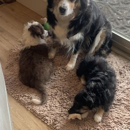 Aussiedoodle Puppies from North Idaho Miniature Aussiedoodles