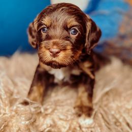 Hester - Chocolate female Australian Labradoodle puppy in Decatur, Alabama from Southern Meadows Doodles