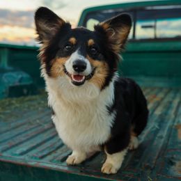 Rocket - Pembroke Welsh Corgi