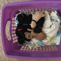 Goldendoodle and Labradoodle Puppies from Davis Doodles