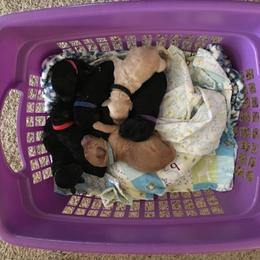 Goldendoodle and Labradoodle Puppies from Davis Doodles