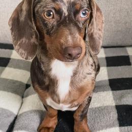 Dachshund Puppies from Pretty Painted Mini Doxies