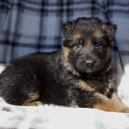 Honey - Black and red female German Shepherd puppy in Garland, Maine from Vom Schön Traumhund