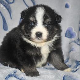 Arrow - Black tri male Miniature Australian Shepherd puppy in Patterson, North Carolina from DreamLine Aussies